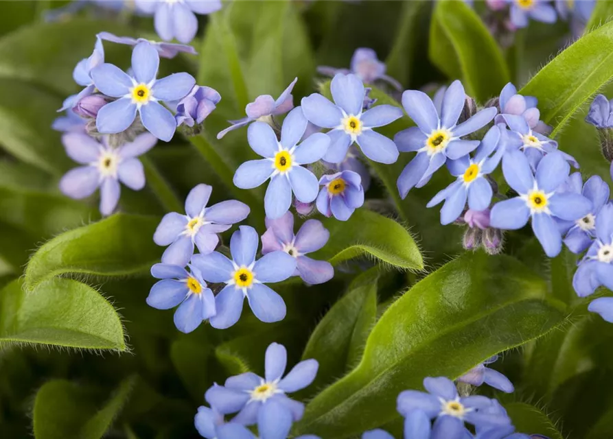 Myosotis sylvatica 