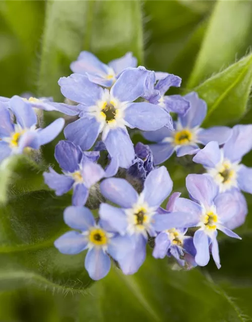 Myosotis sylvatica 