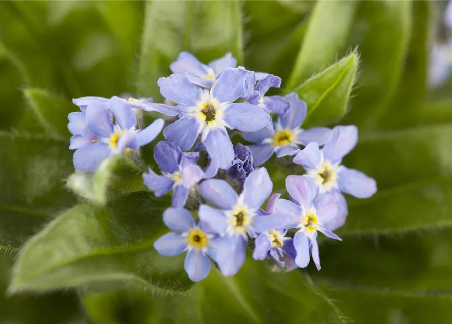 Myosotis sylvatica 