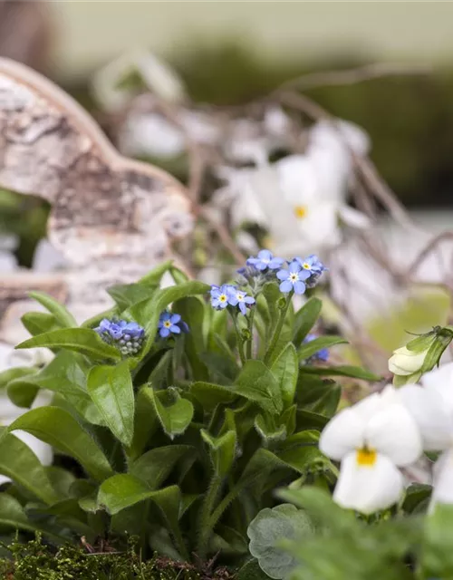 Myosotis sylvatica 