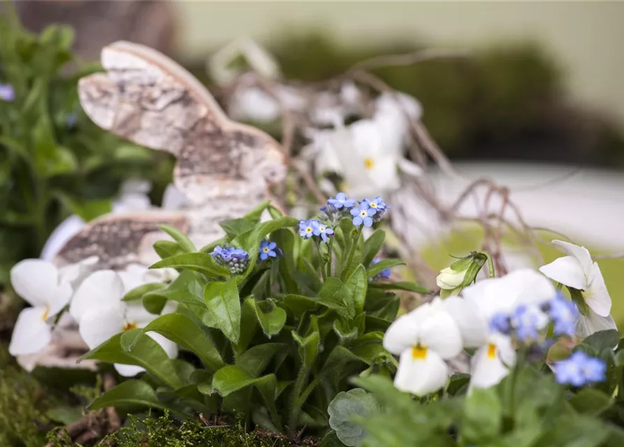 Myosotis sylvatica 