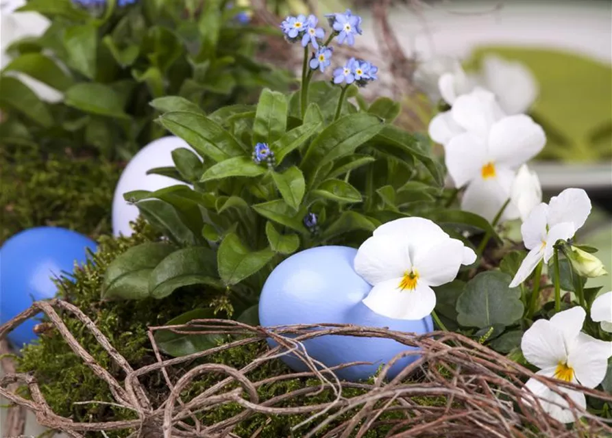 Myosotis sylvatica 