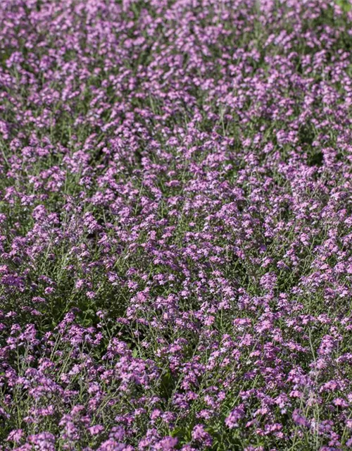 Myosotis sylvatica 