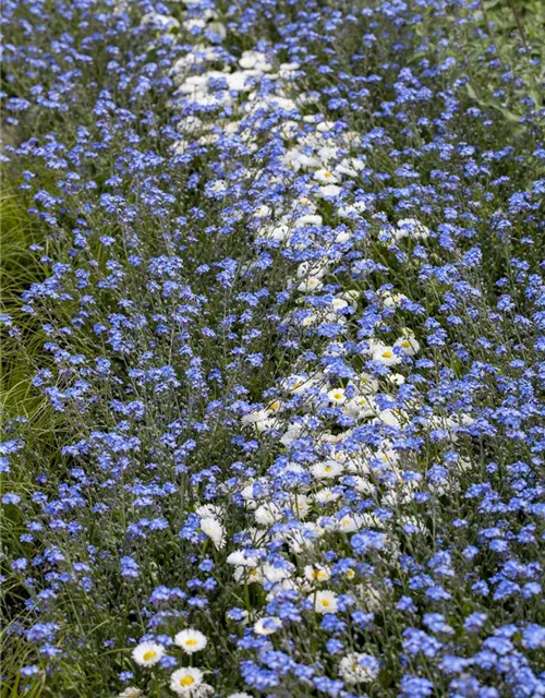 Myosotis sylvatica 