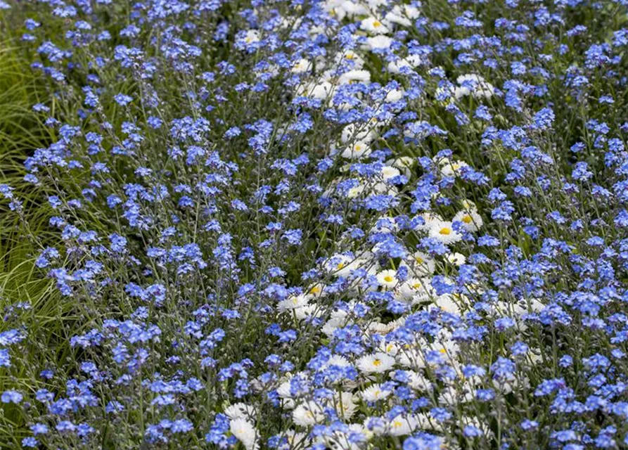 Myosotis sylvatica 