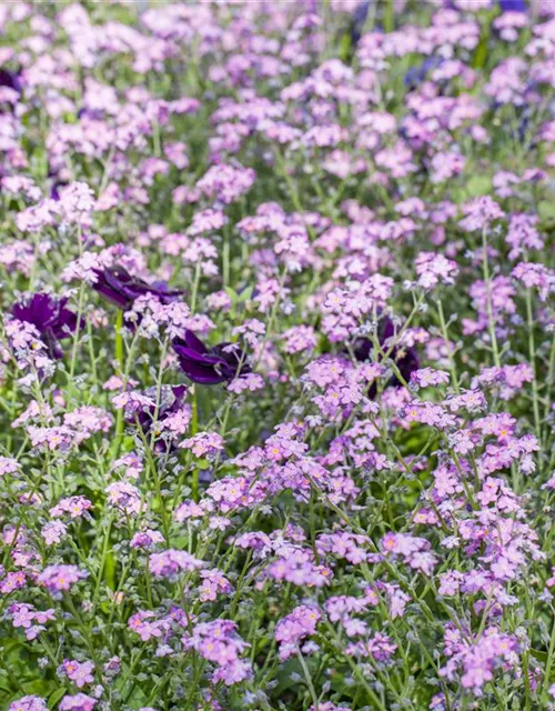 Myosotis sylvatica 