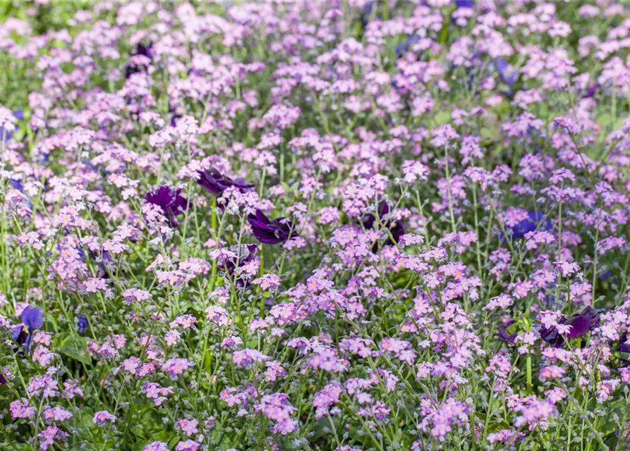 Myosotis sylvatica 