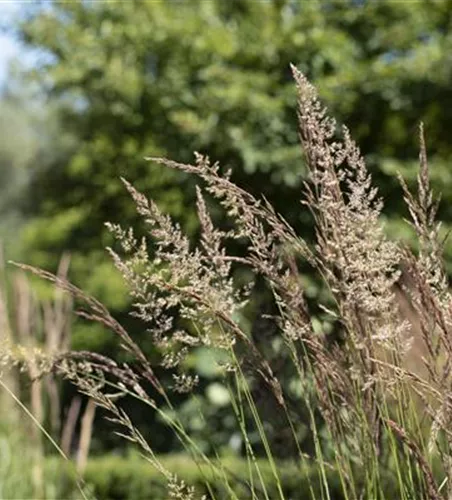 WIE GRäSER DEN GARTEN AUFWERTEN