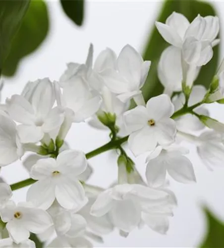 FLIEDER - EINPFLANZEN IM GARTEN