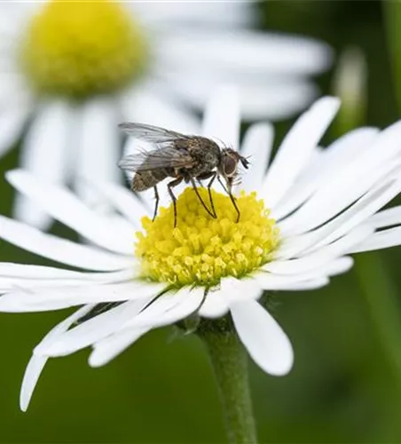 BIOLOGISCHER PFLANZENSCHUTZ IM GARTEN