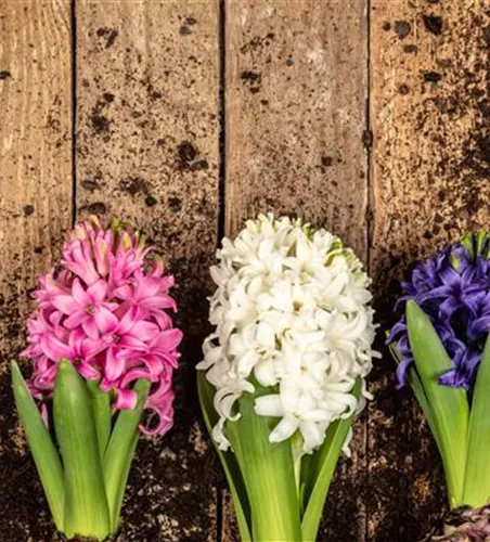 DER FRüHLING WIRD BUNT