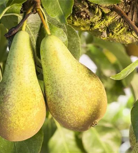 OBSTGARTEN FÜR KINDER