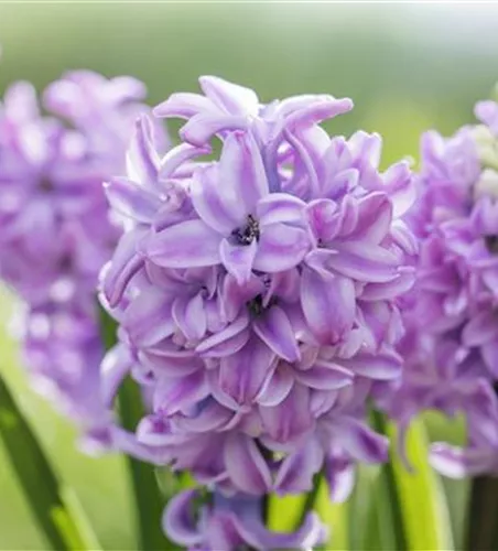 BUNTE FRÜHLINGSBLÜHER FÜR DRAUßEN 