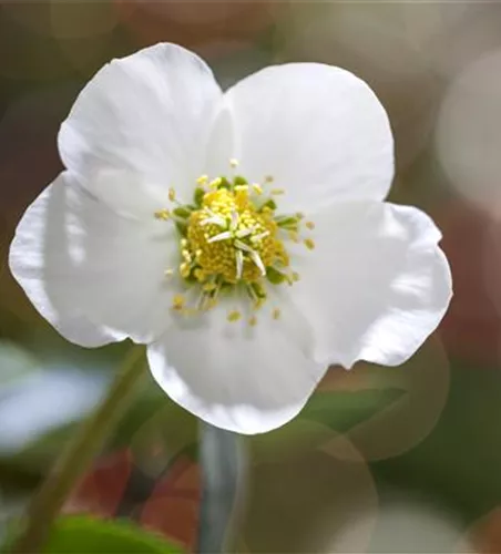 SCHöNE CHRISTROSEN!