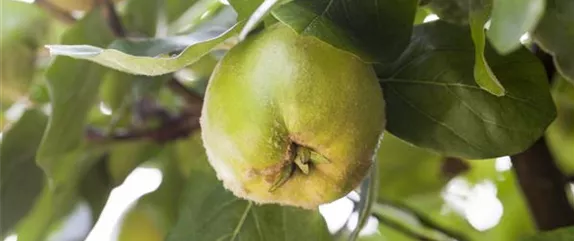 STREUOBSTWIESE - GESUNDHEIT ZUM SELBERPFLüCKEN