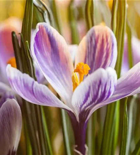 INSEKTENFREUNDLICHES FRüHJAHR!