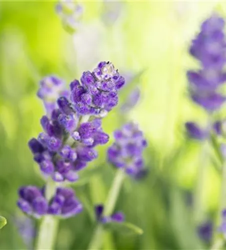 DIE VIELSEITIGE ANWENDUNG VON LAVENDEL!