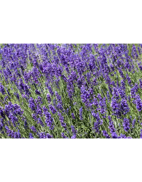 Lavandula angustifolia 