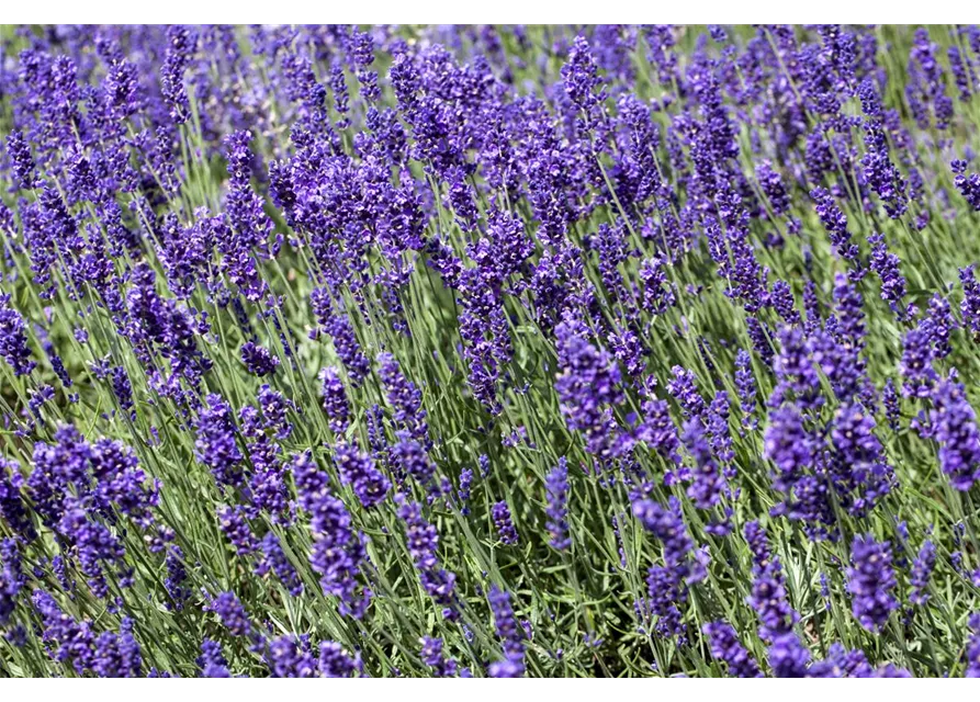 Lavandula angustifolia 