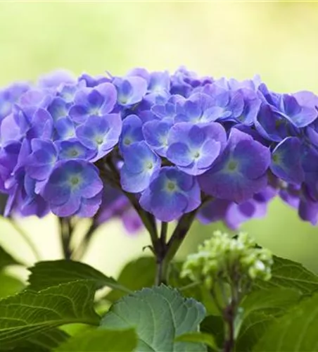 DIE HORTENSIE - DER SCHöNE GARTENKLASSIKER