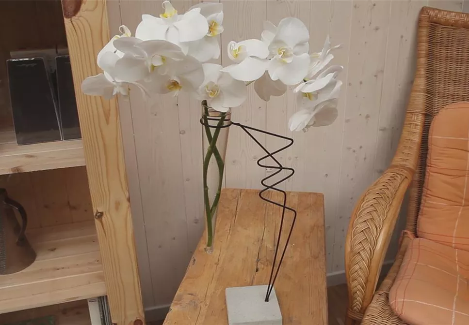 Orchidee - Anschneiden für den Heimgebrauch