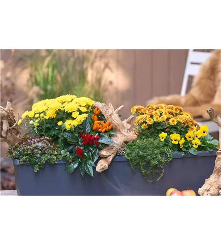 BLüTEN FüR DEN HERBSTBALKON!