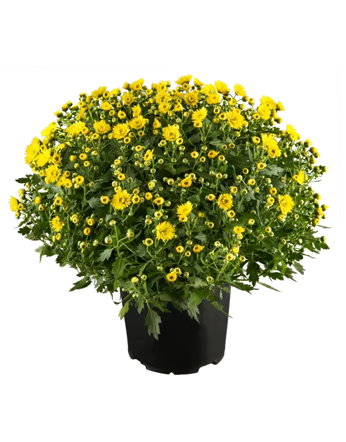 Chrysanthemen Busch 