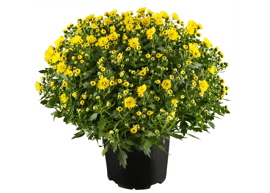 Chrysanthemen Busch 