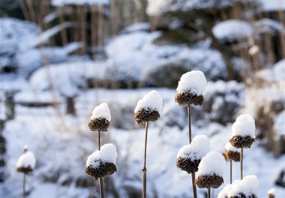 WEIHNACHTLICHE STIMMUNG IM GARTEN