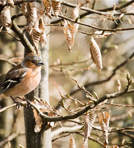 TIPPS ZUR WINTERVOGELFüTTERUNG!