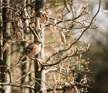 TIPPS ZUR WINTERVOGELFüTTERUNG!